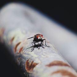 Close-up of housefly