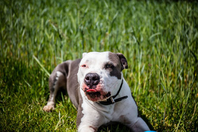 Dog lying on grass