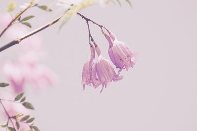 Close-up of pink flowers blooming against sky