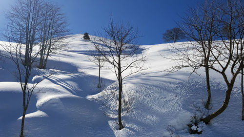 Bare trees on snow covered field against sky