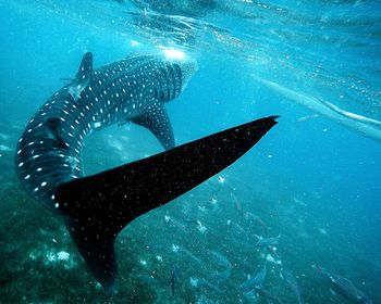 View of fish swimming in sea