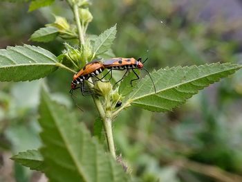 Close-up of insect on plant