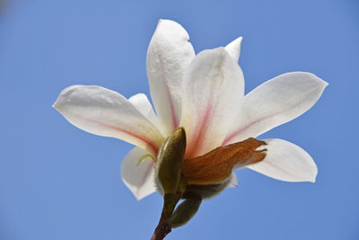 Close-up of pink flower blooming outdoors