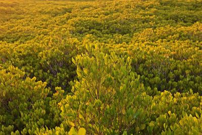 Full frame shot of yellow flowering plants on field