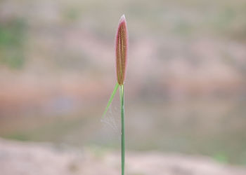 Close-up of plant on field