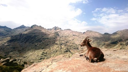 Monkey standing on rock