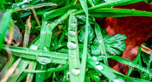 Close-up of fresh green grass