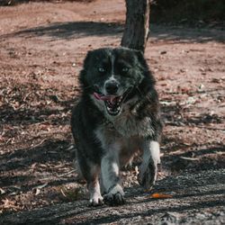 Portrait of dog on field