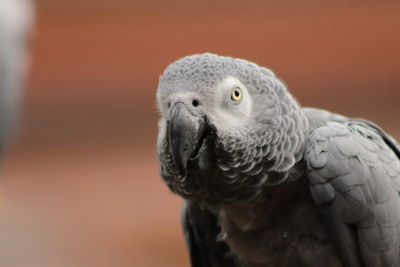 Close-up of african grey parrot