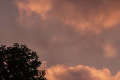 Low angle view of tree against sky during sunset