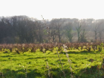 Close-up of spider web on grass