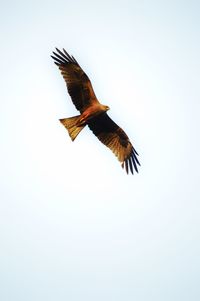 Low angle view of eagle flying against clear sky