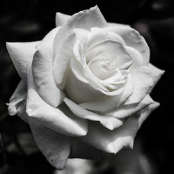 Close-up of rose blooming outdoors
