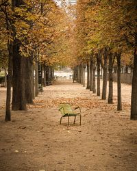 Trees in park during autumn