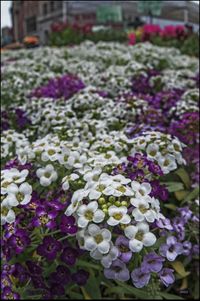 Close-up of flowers