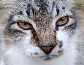 Close-up portrait of a cat