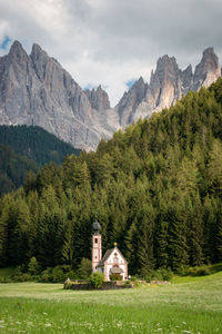 Scenic view of pine trees and mountains against sky