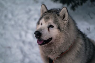 Close-up of dog, alaskan malamute 