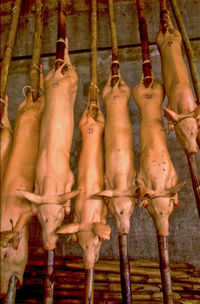 High angle view of dead tree in market