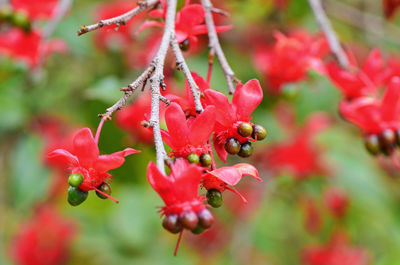 Close up of red flower