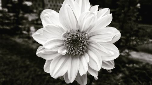 Close-up of flower blooming