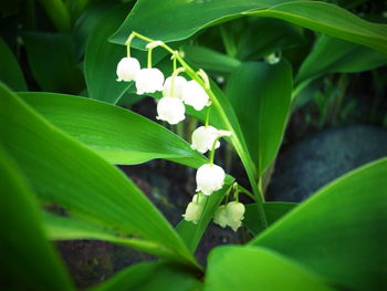 Close-up of green leaves