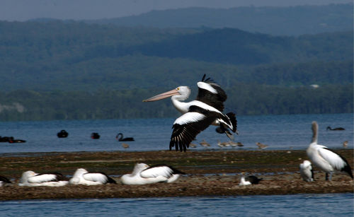 Seagulls flying over lake