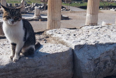 Cat standing outdoors