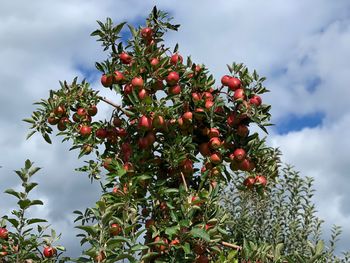 Apple tree