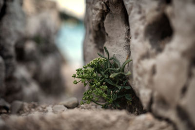 Close-up of fresh green plant