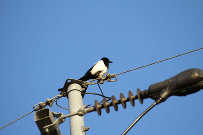 Low angle view of bird perching on cable against clear blue sky