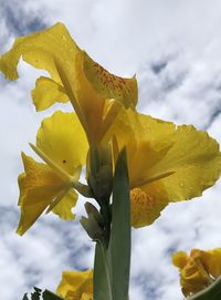 Low angle view of yellow flowering plant against sky