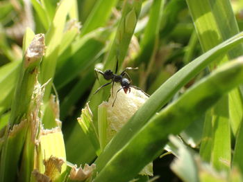 Close-up of insect on plant