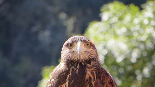Close-up portrait of hawk against blurred background
