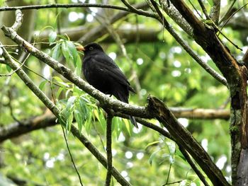 Low angle view of bird perching on branch