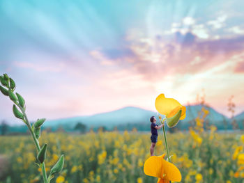 Yellow flowering plant on field against sky during sunset