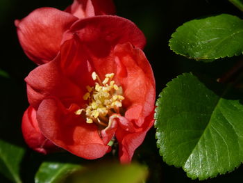 Close-up of red rose flower