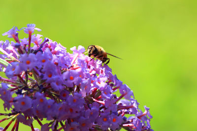 Close-up of bee pollinating on purple flowers