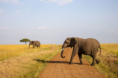 Elephants drinking water