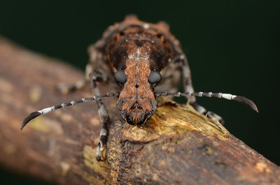 Close-up of insect on metal