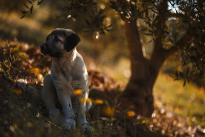 View of a dog looking away