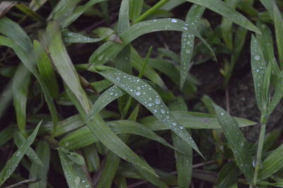 Close-up of wet leaves on rainy day