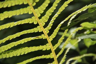 Close-up of fern leaves