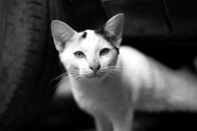 Close-up portrait of kitten by cat
