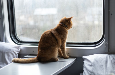 A red-haired cat sits on a table in a train compartment and looks out the window
