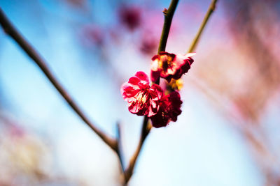 Close-up of pink flowering plant