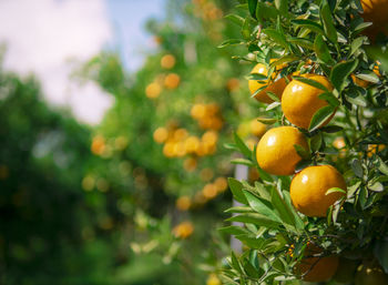 Close-up of oranges growing on tree