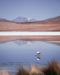 Flamingo in lake