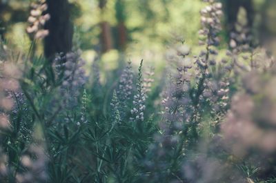 Close-up of flowering plants on field