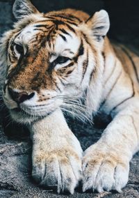 Beautiful peaceful white tiger